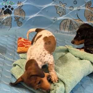 Nellie, Dachshund Puppy