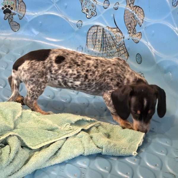 Nettie, Dachshund Puppy