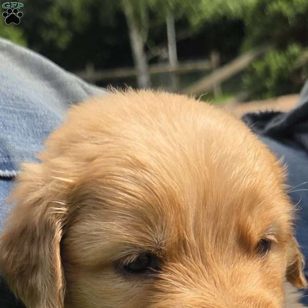 Cooper, Golden Retriever Puppy
