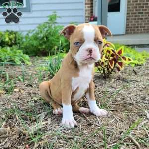 Coffee, Boston Terrier Puppy