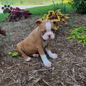 Coffee, Boston Terrier Puppy