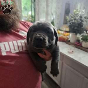 Scarlett, Cane Corso Puppy