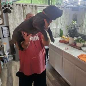 Scarlett, Cane Corso Puppy