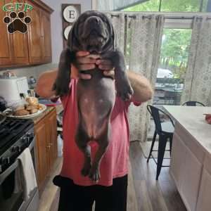 Scarlett, Cane Corso Puppy