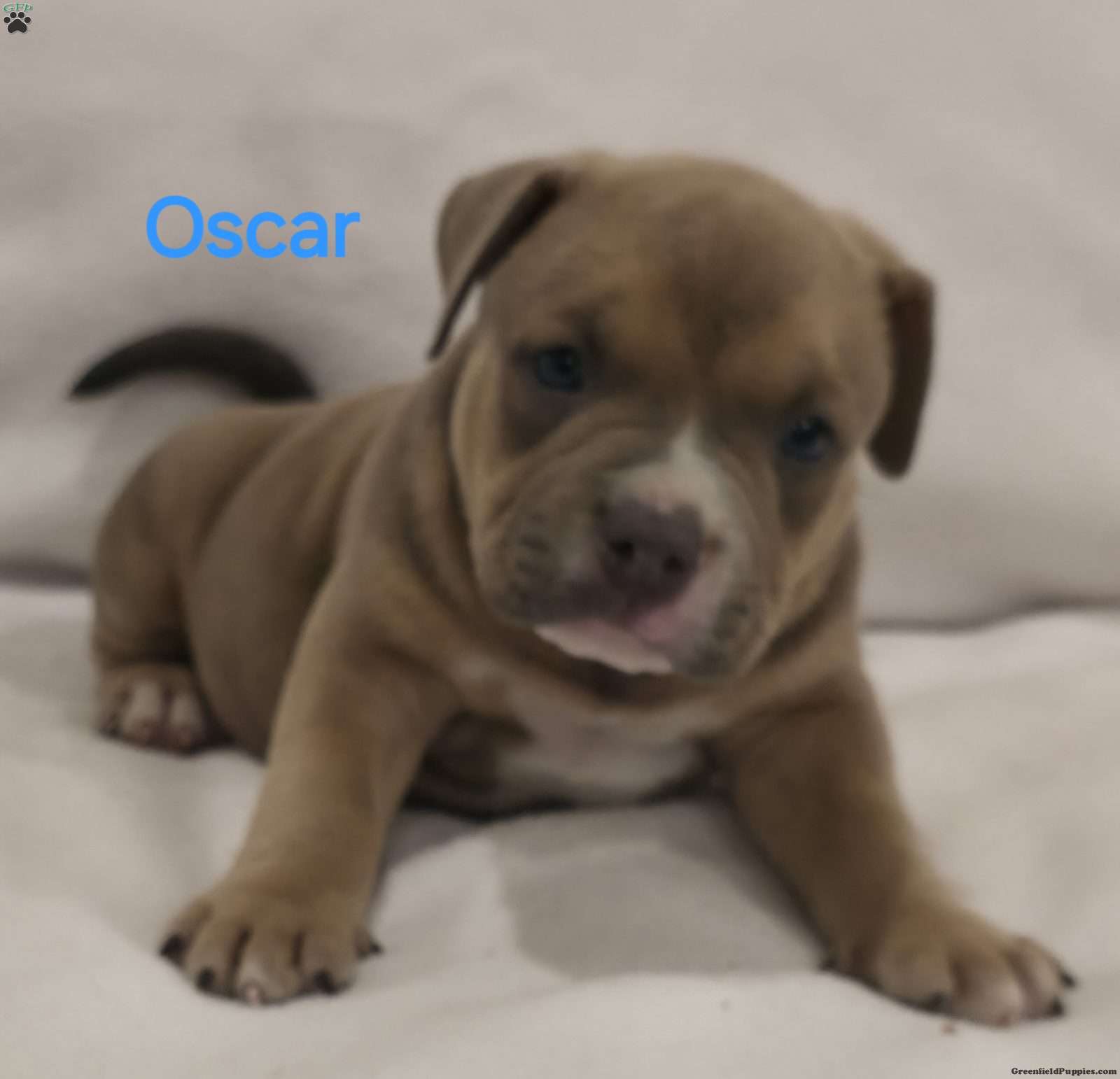 Oscar