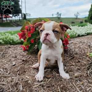 Bella, Boston Terrier Puppy