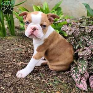 Bella, Boston Terrier Puppy