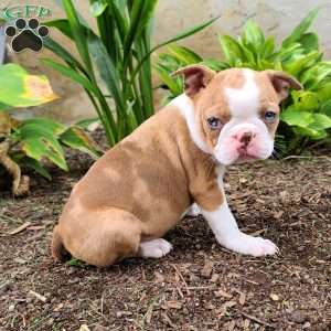 Bella, Boston Terrier Puppy