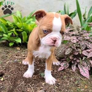 Coffee, Boston Terrier Puppy