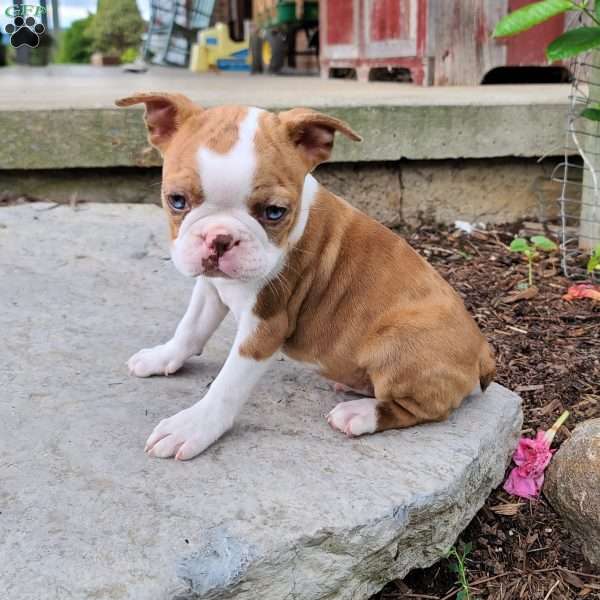 Bella, Boston Terrier Puppy