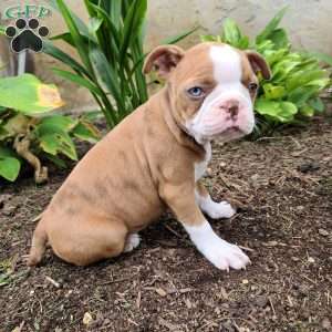 Coffee, Boston Terrier Puppy