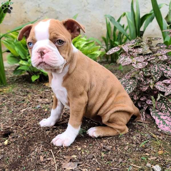 Coffee, Boston Terrier Puppy