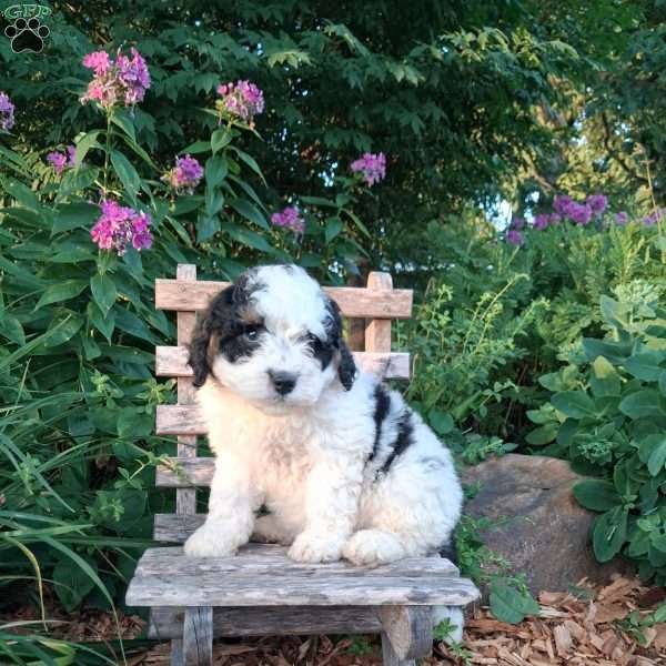 Cherry, Mini Bernedoodle Puppy