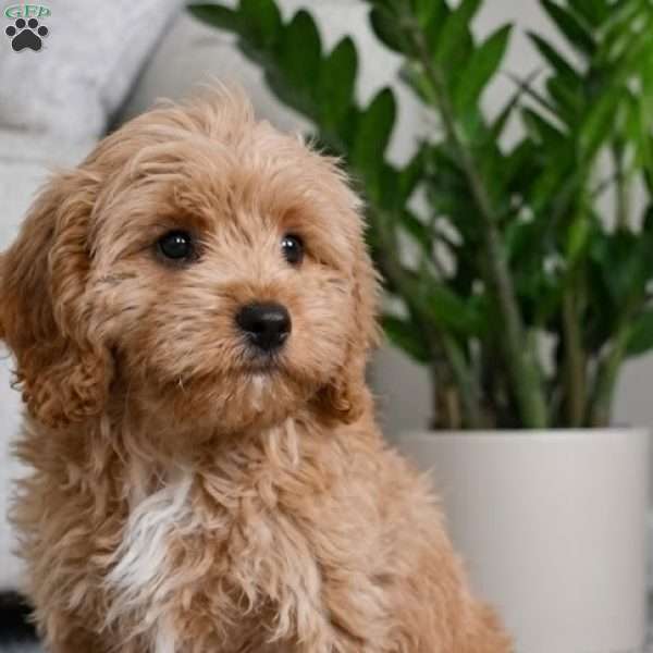 mark, Cavapoo Puppy