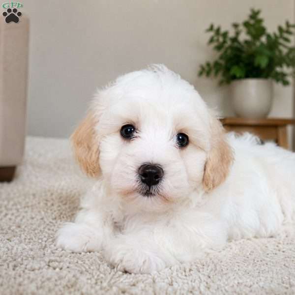 Ben, Maltipoo Puppy