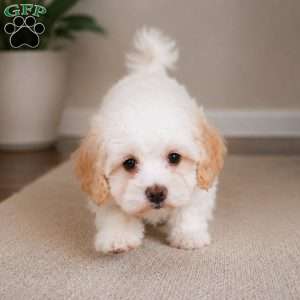Daisy, Maltipoo Puppy
