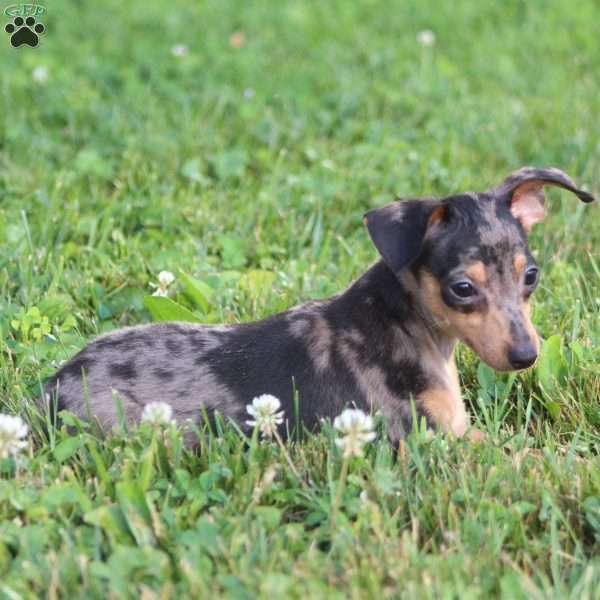 Dallas, Miniature Pinscher Puppy
