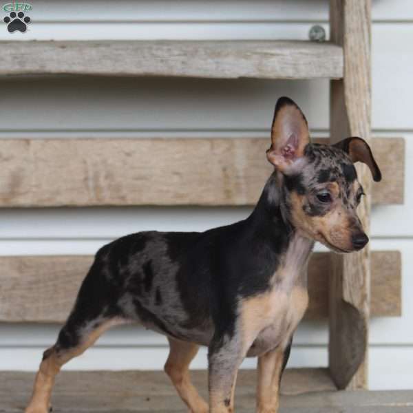 Daisy, Miniature Pinscher Puppy
