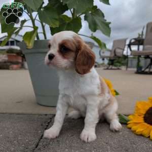 Hazel, Cavalier King Charles Spaniel Puppy
