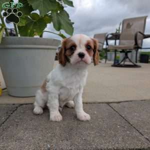 Hazel, Cavalier King Charles Spaniel Puppy