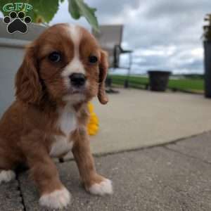 Abbie, Cavalier King Charles Spaniel Puppy