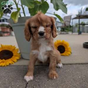 Sue, Cavalier King Charles Spaniel Puppy