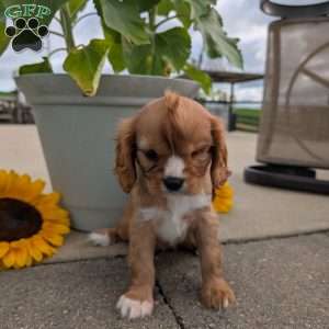 Sue, Cavalier King Charles Spaniel Puppy