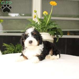 Blake, Mini Bernedoodle Puppy