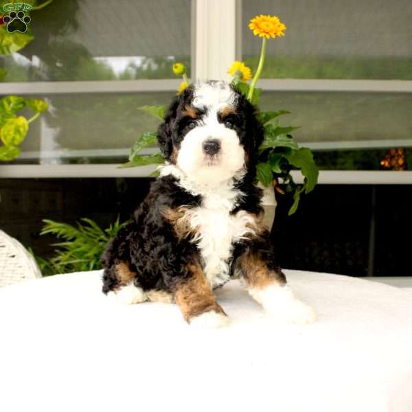 Benny, Mini Bernedoodle Puppy