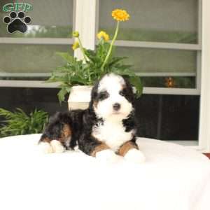 Baxter, Mini Bernedoodle Puppy