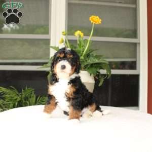 Bella, Mini Bernedoodle Puppy