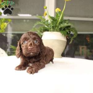 Ace, Mini Goldendoodle Puppy