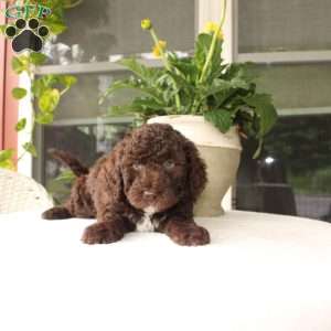 Ava, Mini Goldendoodle Puppy