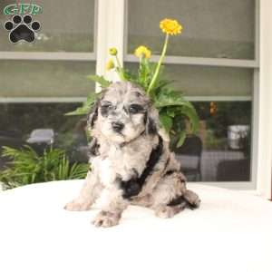 Abby, Mini Goldendoodle Puppy