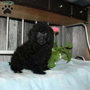 Carter, Miniature Poodle Puppy