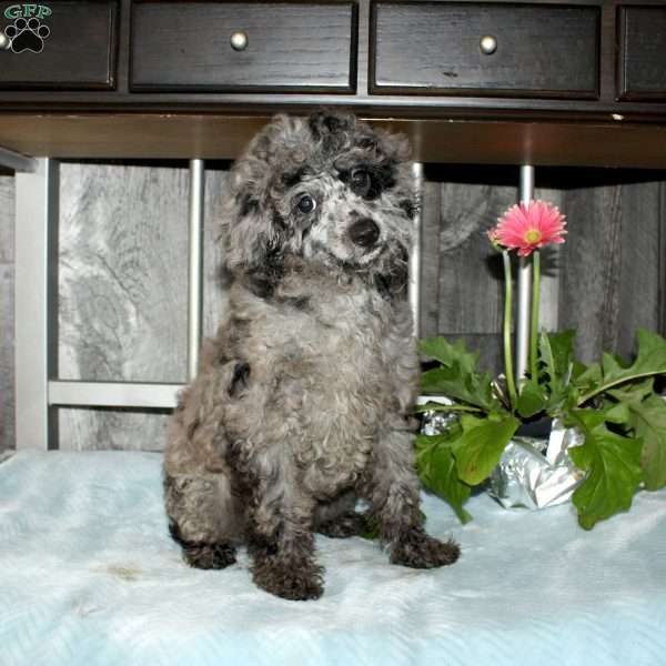 Cally, Miniature Poodle Puppy