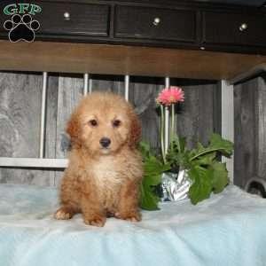Oliver, Mini Aussiedoodle Puppy