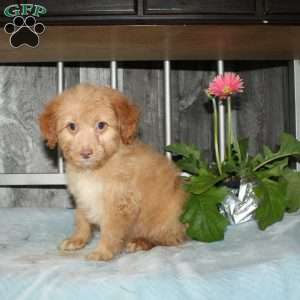 Opalite, Mini Aussiedoodle Puppy