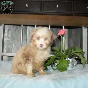Ophelia, Mini Aussiedoodle Puppy