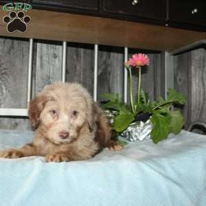 Oscar, Mini Aussiedoodle Puppy