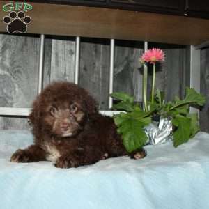 Opie, Mini Aussiedoodle Puppy