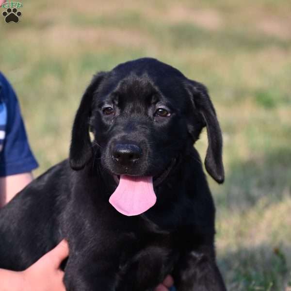 Diego, Black Labrador Retriever Puppy