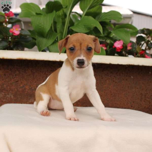 Karina, Jack Russell Terrier Puppy