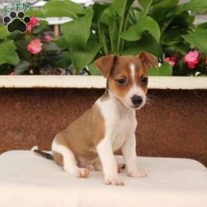 Kenny, Jack Russell Terrier Puppy