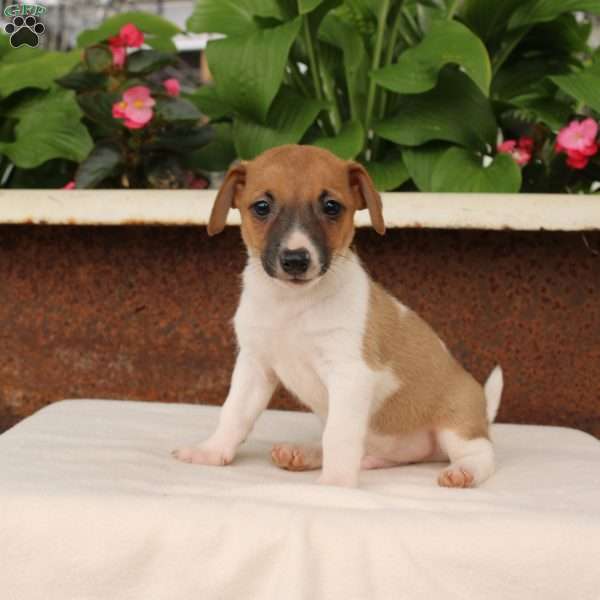 Kevin, Jack Russell Terrier Puppy