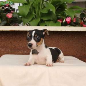 Kelly, Jack Russell Terrier Puppy