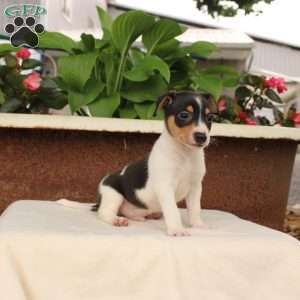 Ken, Jack Russell Terrier Puppy