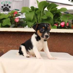 Klinger, Jack Russell Terrier Puppy
