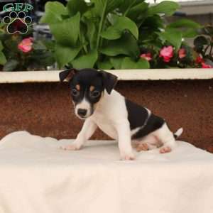 Kaleb, Jack Russell Terrier Puppy