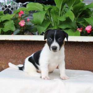 Melinda, Jack Russell Terrier Puppy